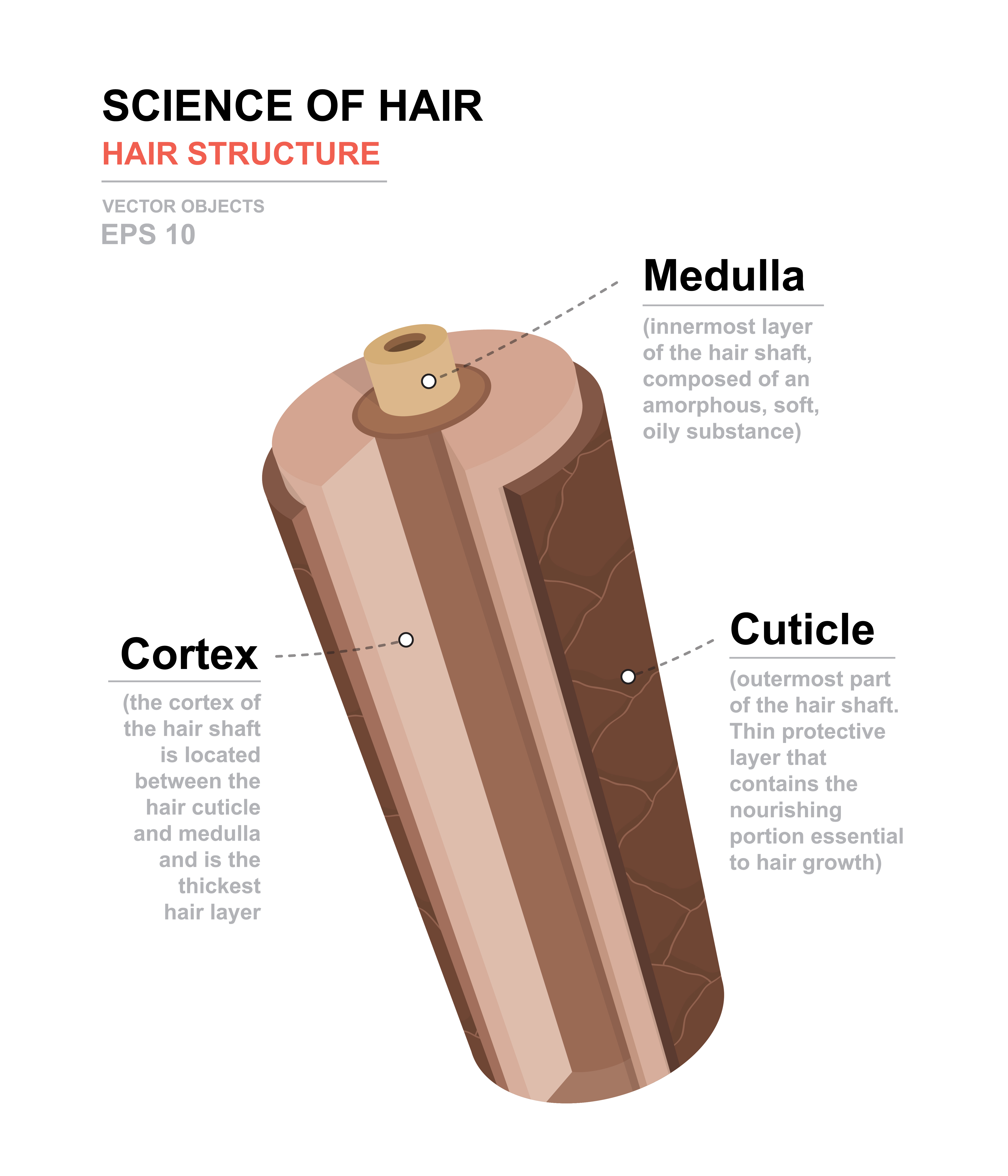 Science of Hair - cortex medulla cuticle